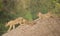 Four Lion cubs (Leo panthera) on termite mound