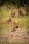 Four lion cubs in line in grass