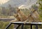 Four lion cubs waiting for dinner as their parents hunt.