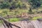 Four lionesses, Panthera leo, at the Gudzani dam