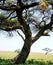 Four Lions sitting in Tree in Serengeti National Park, Tanzania.