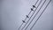 Four  little birds line up on the wire