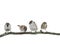 Four little funny sparrow birds are sitting on a branch on a white isolated background in the garden