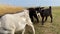 Four little goats graze in meadow and nibble grass near river. Walking herd of animals on summer day. Animal husbandry