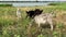 Four little goats graze in meadow and nibble grass near river. Walking herd of animals on summer day. Animal husbandry