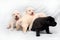 Four little Labrador puppy on the pale background