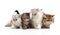 Four little persian kittens
