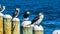 Four Little Pied Cormorants