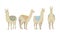 Four Llamas Animals In Colorful Blankets Vector Illustration Set