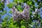 Four-lobed flowers of lilac in spring
