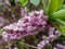 Four-lobed pink and light purple strongly scented flowers of toxic shrub Mezereon or February daphne in early spring on bare stems