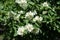 Four-lobed white flowers of Philadelphus coronarius
