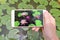 Four lotus flowers on a phone screen