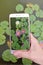Four lotus flowers on a phone screen