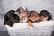 Four Louisiana Catahoula Leopard Dogs puppies on gray background