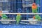four lovebirds in a birdcage, bird breeding concept