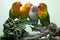 Four lovebirds are perched on a cactus tree.