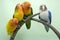 Four lovebirds are perched on the weft of the anthurium flowes.