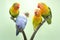 Four lovebirds are perched on the weft of the anthurium flowes.