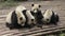 Four lovely giant pandas playing