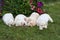 Four lovely puppies sleeping on the garden