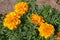 Four lush orange and yellow flowers with green spiny leaves.