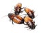 Four Madagascar cockroaches