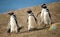 Four Magellanic penguins