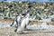 Four Magellanic penguins on Magdalena island in Chile