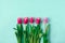 Four magenta tulips and one purple neatly aligned against mint green background. MInimal concept for spring card or banner or