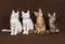 Four Maine Coon kittens