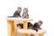 Four maine coon kittens with a long fluffy tail are sitting on scratching post isolated on a white background