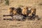 Four male lion feed on buffalo carcase