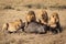 Four male lion feeding on buffalo carcase