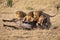 Four male lion lie on buffalo carcase