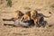 Four male lion lie on dead buffalo