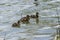 Four Mallard ducklings swimming in lake