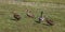 Four mallard ducks, anas platyrhynchos, on grass