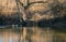 Four Mallards on River with Glowing Sunshine