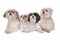 Four maltese, shih tzu dogs