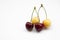 Four many-coloured sweet cherries, isolated