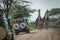 Four Masai giraffe block road to jeeps