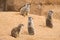 Four meerkats are looking in different directions