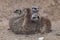 Four meerkats sitting and snuggling together