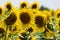 Four meeting sunflowers in a field in Bailey Texas