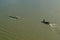 Four men rowing on Danube river