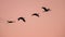 Four Migrating Eurasian Cranes flying against pink sky