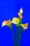 Four mini pink calla lillies arranged against blue background