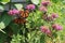 Four Monarch Butterflies and a Bumblebee on pink Bee Balm in a garden