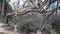 Four Monkeys Sitting With Each Other On A Tree Sloping downward.